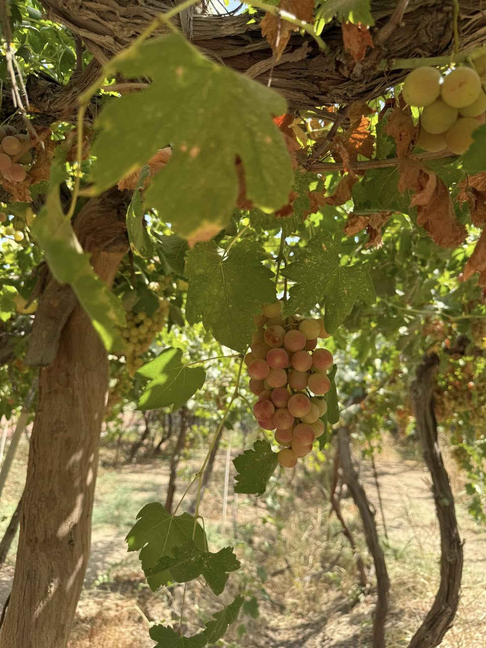 المزرعه حاليا🫶🏻🍁🍂
***********
