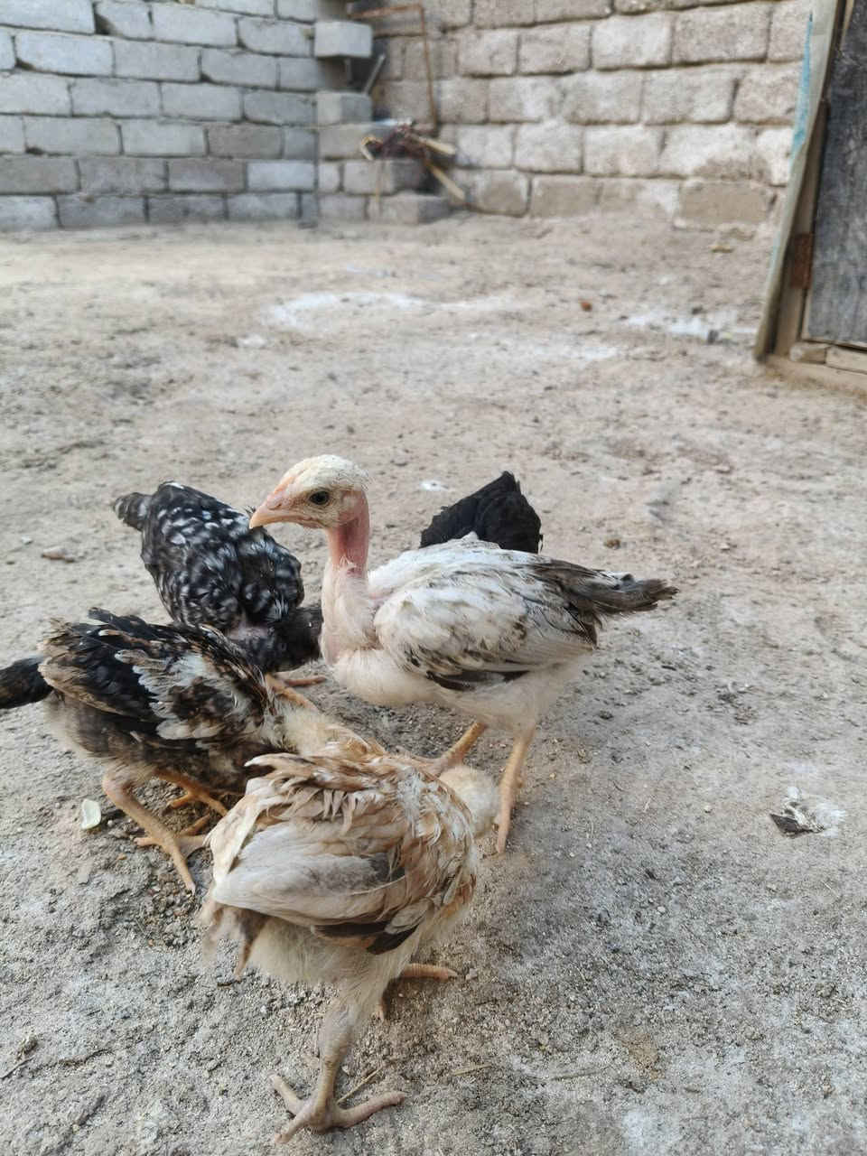السلام عليكم متاح للبيع 5افراخ عمر 40يوم ملقحات زيتي سعرهم 15 قفل مكاني القرنة


**إذا كنت صاحب هذا الإعلان وتريد حذفه لأي سبب، رجاءا أرسل رسالة إلى الدعم الفني**
