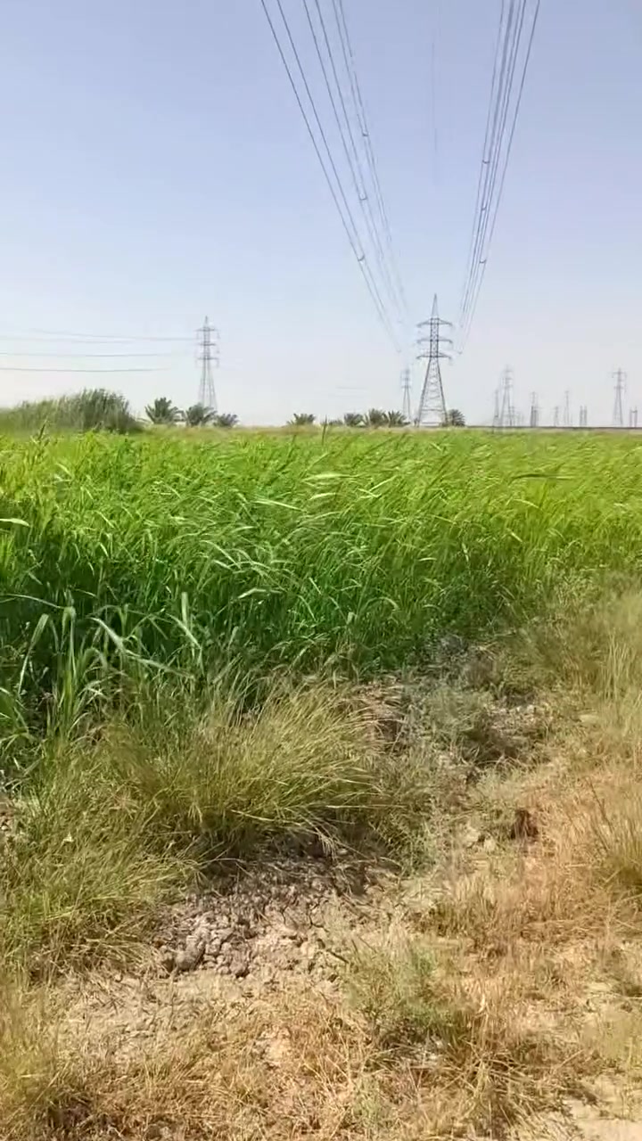 سلام عليكم اخوان دونم كامل خدمات منطقت المساره ثانيه قريب كلش عل طريق سبع البور جنس الكاع عل عقد خمسه 35منطقه سكنيه اشراي يتواصل عل هاذ رقم ‏‪***********‬‏سعر 55اوبي مجال
