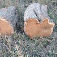 متوفر كند كصابة نوع توث سعر الوحدة ٧٥ليحب يتصل ٠٧٨٠٨٨٤٢٣٣٦