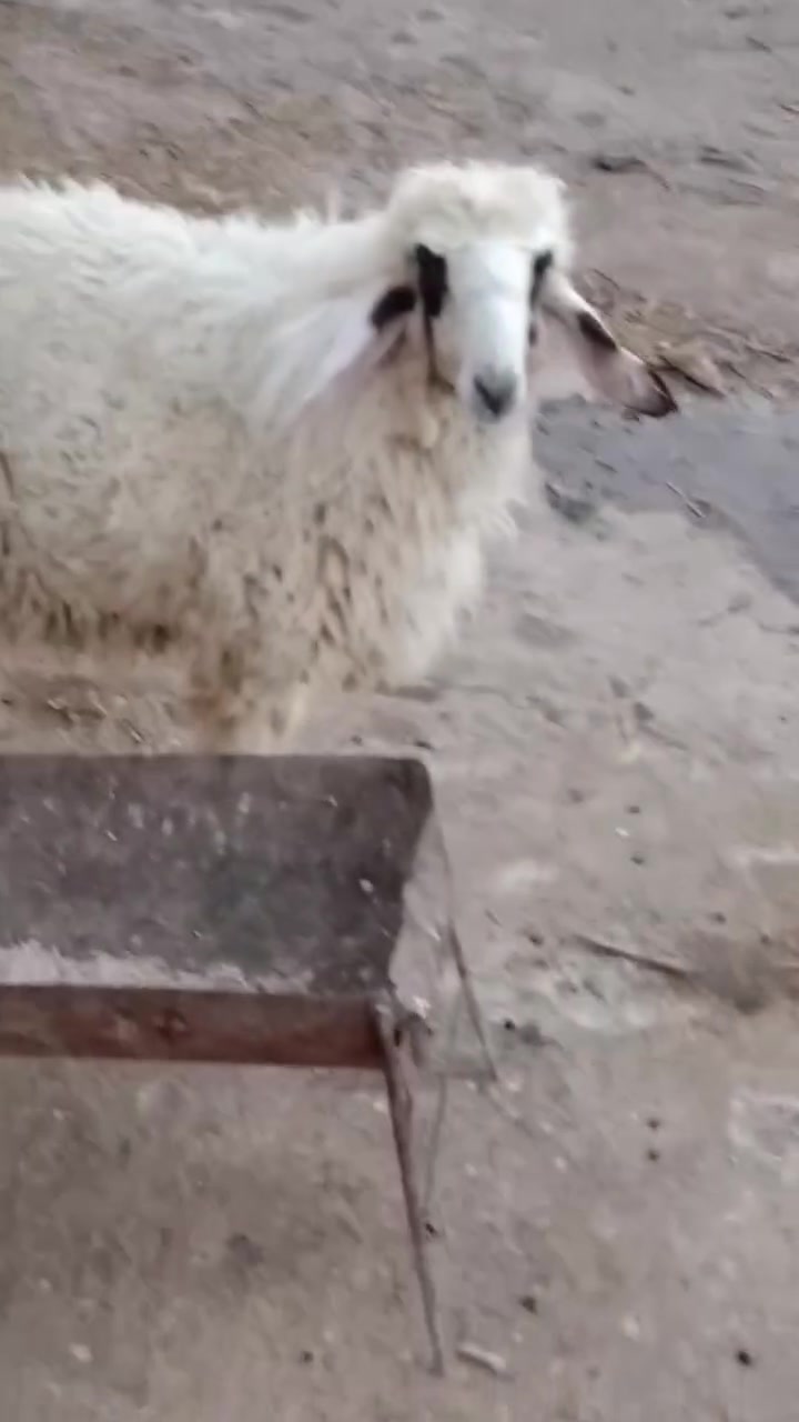 5طليان للبيع كصه وحده 2نثايه و3ذكوره طليان حلوات مال نذر الشراي بيه خير ويدلل مكان الكوت الخاجية شارع بدرة وهذا رقمي ***********
