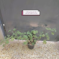 نباتات مميزة • نباتات صحية • حي السماح الثانية