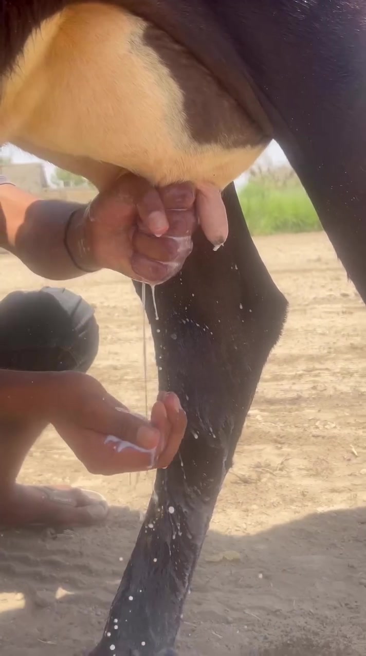 ***********
***********
بسم الله ماشاء الله دابه هولنديه ام ثالث بطن مشروطه متعده كافت شروط لجني وراه نثيه هولشتاين دارجه أوله مكان سماوه رميثه
