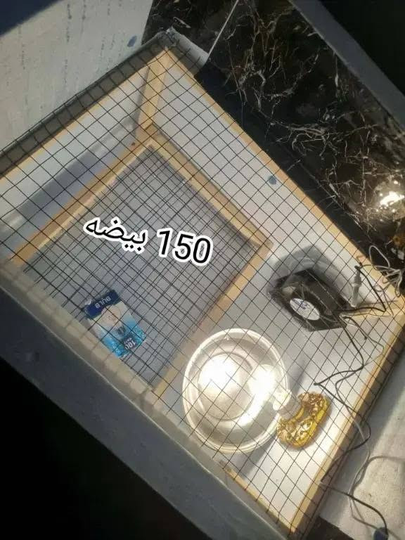 🔥 مفاقس ADIB – جميع الأحجام متوفرة 🔥
🚚 توصيل لجميع محافظات العراق

🔹 مفاقس فلين بضمان
حرارة ورطوبة أوتوماتيك
تقليب يدوي سهل (يعني كلها أوتوماتيك عدا التقليب)

🥚 مفاقس السعة الكبيرة:

▪️ 95 بيضة — 70 ألف
▪️ 110 بيضة — 75 ألف
▪️ 160 بيضة — 80 ألف
▪️ 200 بيضة — 90 ألف
▪️ 250 بيضة — 95 ألف
▪️ 350 بيضة — 125 ألف

🥚 مفاقس السعة الصغيرة:

▪️ 20 بيضة — 40 ألف
▪️ 35 بيضة — 45 ألف
▪️ 50 بيضة — 50 ألف
▪️ 55 بيضة — 55 ألف
▪️ 75 بيضة — 60 ألف

⚙️ مفاقس فول أوتوماتيك (ضمان):

▪️ 56 بيضة فول أوتوماتيك — 135 ألف
▪️ 100 بيضة فول أوتوماتيك — 150 ألف

✅ جميع الأحجام متوفرة
✅ مناسبة للتفقيص المنزلي والمشاريع

📞 واتساب: ***********
🎥 تيك توك: @.adib42

🔥 ADIB – خبرة، ضمان، ونتائج 🔥
