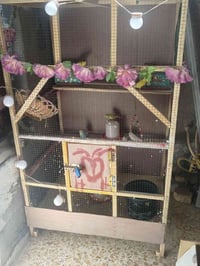 طيور حب • ٧ طيور • ميسان الماجديه