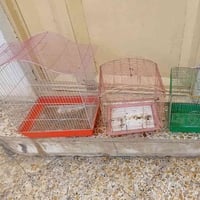 قفصات بلابل • للبيع • نجف شارع المطار