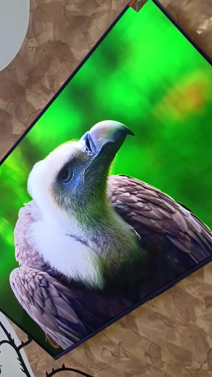 الحجم: 55 بوصة.***********
دقة العرض: 4K UHD (3840 × 2160).
نوع الشاشة: QD-Mini LED مع تقنية QLED.
معدل التحديث: 144Hz أصلي، مع دعم VRR حتى 240Hz للألعاب.
المعالج: AiPQ Pro لتحسين الصورة والذكاء الاصطناعي.
تقنيات HDR: Dolby Vision IQ، HDR10+، وHLG.
الصوت: نظام ONKYO 2.1 بقوة 40 واط (2×10W + 20W Subwoofer).
تقنيات الصوت: Dolby Atmos وDTS Virtual:X.
النظام: Google TV مع متجر Google Play، ومساعد Google، وChromecast مدمج.
المنافذ: 4 منافذ HDMI (منها HDMI 2.1 مع eARC)، ومنفذا USB، وWi-Fi، وBluetooth 5.4.
مميزات الألعاب: Game Master، وALLM، وAMD FreeSync Premium، ودعم 4K@144Hz.
التصميم: إطار نحيف جدًا (Ultra Slim Desigمشاهدة الأفلام بجودة عالية.
ألعاب PS5 وXbox Series X.
ألوان قوية وتباين ممتاز بفضل تقنية Mini LED
