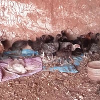 فركوس خليط • شهر ونص • اليوسفية