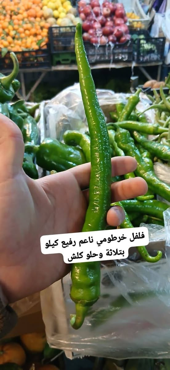 #كل_يوم__طلبيات_مسواك_جديد_ونظيف_يوصلك_للبيت_بدون_ماتعب_نفسك__من_فواكه_وخضروات_ابو_مصطفى_في_خانقين
 🍎🍉🥦🥕🍓🌶🍒🍋🍄☘️🫛🌱🔥🔥🔥🔥🔥
#متابعين_فواكه_وخضروات_ابومصطفى
‏
‏🔹 «اختار المعروض بالصور والأسعار الظاهرة امامك وأرسل الطلب عالواتساب أو المسنجر»  على الرقم الاسفل👇

‏
‏                 الواتساب  ***********.
‏                 التليكرام ***********
                 الفايبر ***********
                ماسنجر / فواكه وخضروات ابو مصطفى 
@أبرز المعجبين 
#الجميع

‏
