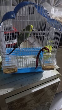 بلابل • فحل وأنثى • ويّه قفص