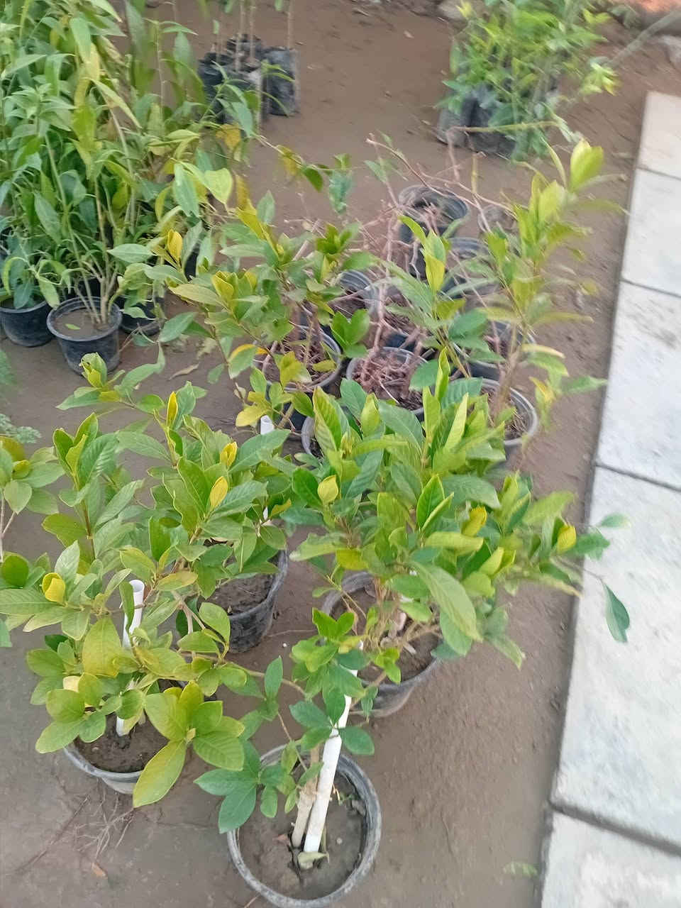 مشتل جنى على شارع العام مقابل جامعه الكوت ويوجد لدينا خدمة توصيل


**إذا كنت صاحب هذا الإعلان وتريد حذفه لأي سبب، رجاءا أرسل رسالة إلى الدعم الفني**