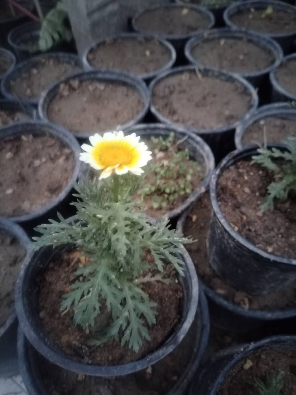 متاح لدينا سنادين شتلات 
شتلات ازهار ورد عين البقره
شتلات ازهار متسلق مجد الصباح الوان
شتلات ازهار اكاسيا شمعدان
شتلات الفراوله
شتلات إكليل الجبل روز ماري عطري 
شتلات ورد الختميه
شتلات ورد لاله عباس
شتلات متسلق ورد ابو خنجر الاتيني
شتلات الصبار التين الشوكي
شتلات متسلق البطاطا الحلوه
شتلات السجاد الكوليس
شتلات خد العروسه 
لطلب والحجز واتساب *********** السماوه أو مراسلة الصفحه يوجد خدمة توصيل طلبات داخل السماوه
