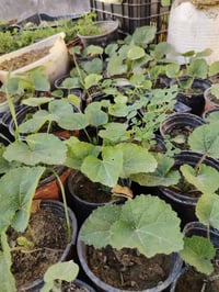 شتلات • ورد الختمية • توصيل السماوه