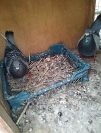 طيره • فحل • حبيبية بغداد