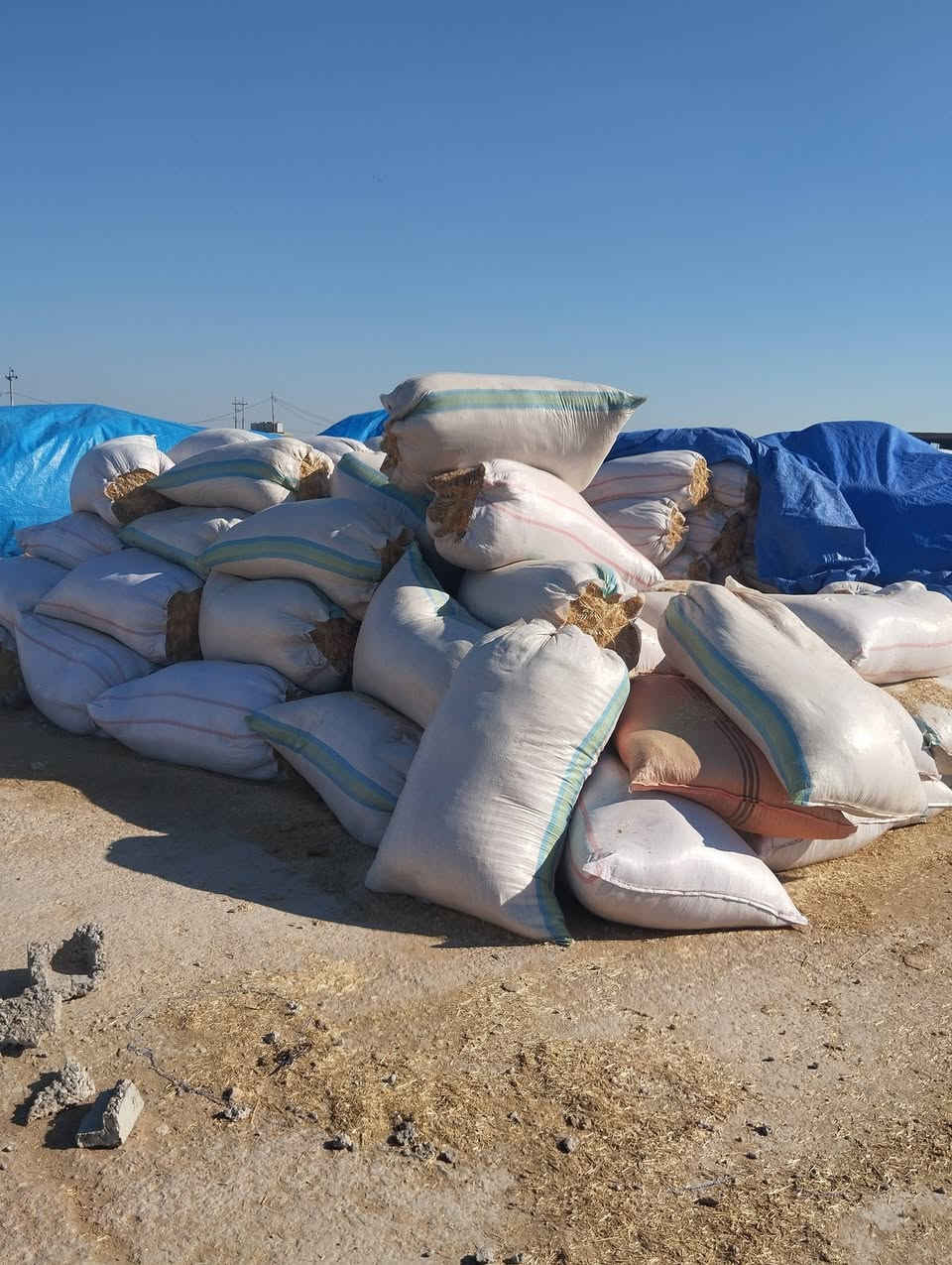 السلام عليكم
تبن للبيع شلفان ارتفاع 150وعرض 90ودكاك فول تبن شرط نضيف مال السنة  تبن حنطه موشعير    وشرط الدكاك  السعر الشليف الواحد بــــ( 5500) واصل  للبيت 
  الاستفسار على الرقم  ***********
