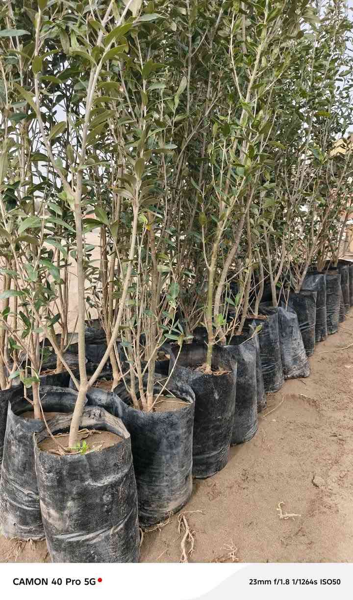 الهم صلي على محمد وال محمد 
توفر لدينا الزيتون الاسود الخستاوي الدرجه الاولى 
في مشتل شهاب الزراعي عنوان المشتل الحله طريق حله هاشميه مقابل شركه الرنا العالميه 
اسعار مناسبه 
استفسار+ واتساب ***********
