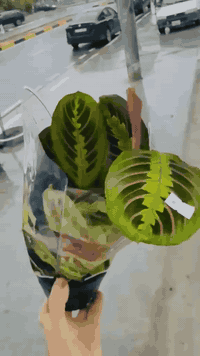 جمله مفرد ***********
