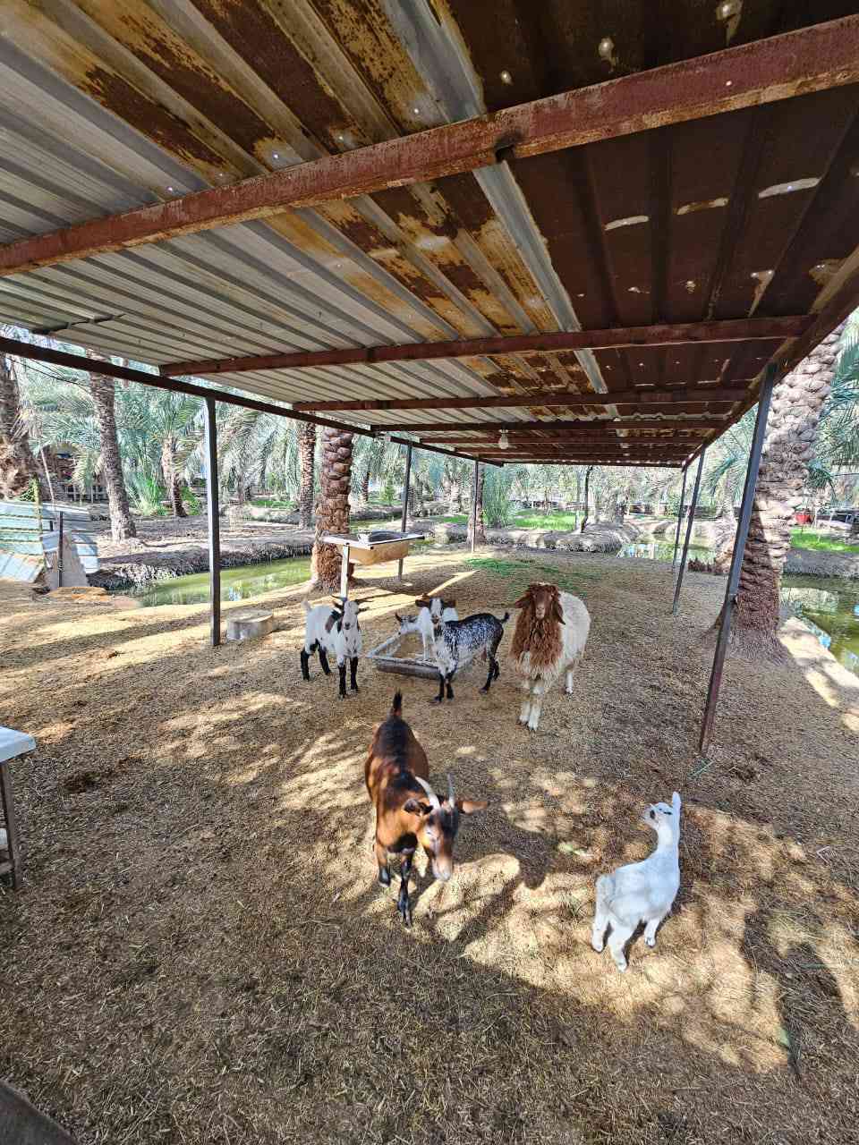 بستان للبيع مساحة دونمين و١٥٠م في ابوالخصيب حمدان طابو صرف تحويل ***********# ارض عامره ومزروعه جاهزه للاخير....نسستقبل كافه العروض لديكم أعزائي ابو الخصيب, البصرة
