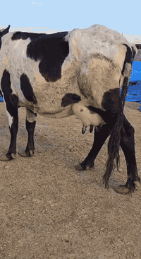 بسم الله الرحمن الرحيم اللهم صلِّ على محمد وآل محمد دابه لجبه واحد على...