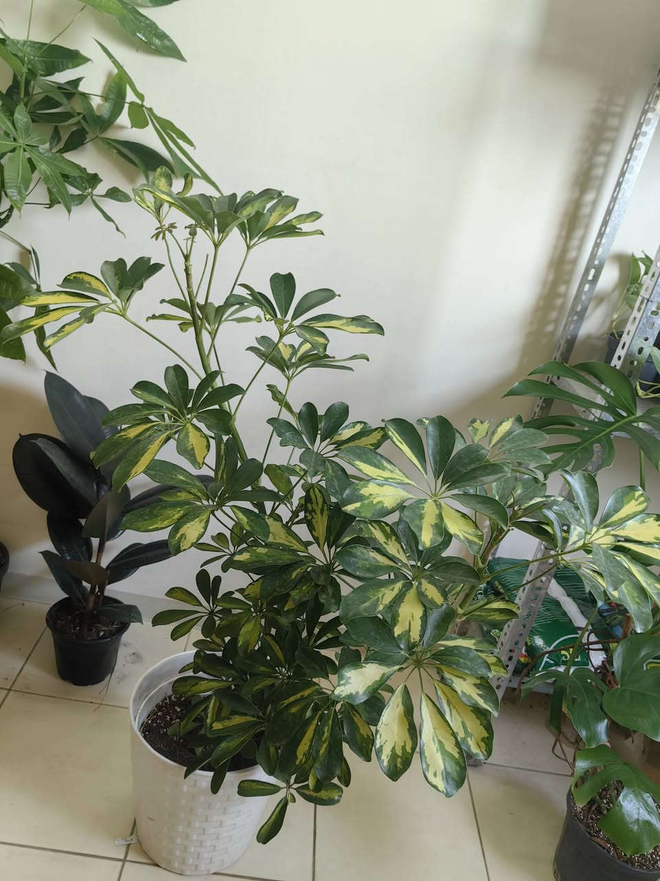 اراليا هولندية كثيفة شجرية قياس متر وربع ب١٧


**إذا كنت صاحب هذا الإعلان وتريد حذفه لأي سبب، رجاءا أرسل رسالة إلى الدعم الفني**
