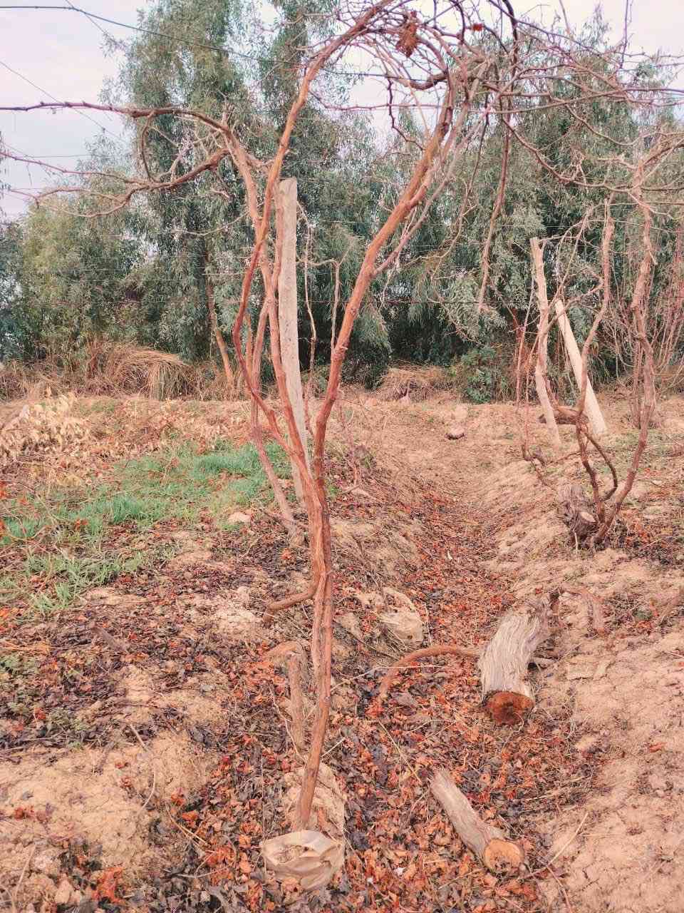 السلام عليكم
للبيع بيش عنب🍇🍇
نوع حلواني واسودّ فرنسي 
للاستفسار الاتصال على الرقم الآتي
‭٠٧٨٨ ٦٨٣ ٥٥٨٩‬
