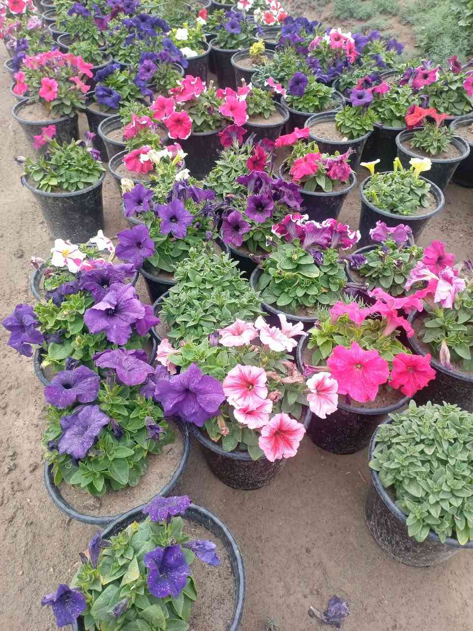 تم بحمد الله وصول انواع متعدده من الاشجار المثمره ( تين،رمان ،تكي ،برتقال،نومي حامظ ،لالنگي ،رارنج ،نبك تفاحي ،جوري سلطاني ،حنه بصراوي ،اكاسيا مصري ،كابرس ،كالبتوز وغيرها)  مع توفر خدمه توصيل مجاني داخل البدبر


**إذا كنت صاحب هذا الإعلان وتريد حذفه لأي سبب، رجاءا أرسل رسالة إلى الدعم الفني**