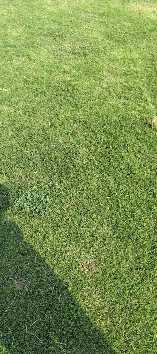 🌳 ثيل طبيعي من أجود الأنواع.. خضرة تدوم وأناقة تبهج! 🌳
مناسب للاستخدام في:
🏡 المنازل | 🌿 الحدائق | ⚽ الملاعب | 🏢 الدوائر | 🏗️ المشاريع الاستثمارية

🟢 أنواع متوفرة لدينا:
فرنسي – إيطالي – أمريكي – هندي – إسباني – إنكليزي
💚 نوعيات ممتازة بأسعار مناسبة جداً
📦 وقابل للتفاوض للكميات الكبيرة

✅ تجهيز كميات كبيرة للمشاتل والملاعب
✅ كادر متخصص بالزراعة والتركيب السليم
✅ نوصل لك لباب البيت، بأسرع وقت!

📞 للحجز أو الاستفسار تواصل معنا الآن

***********
#ثيل_طبيعي #خضرة_دائمة #زراعة_ثيل #ملاعب #مشاتل #أسعار_تنافسية
