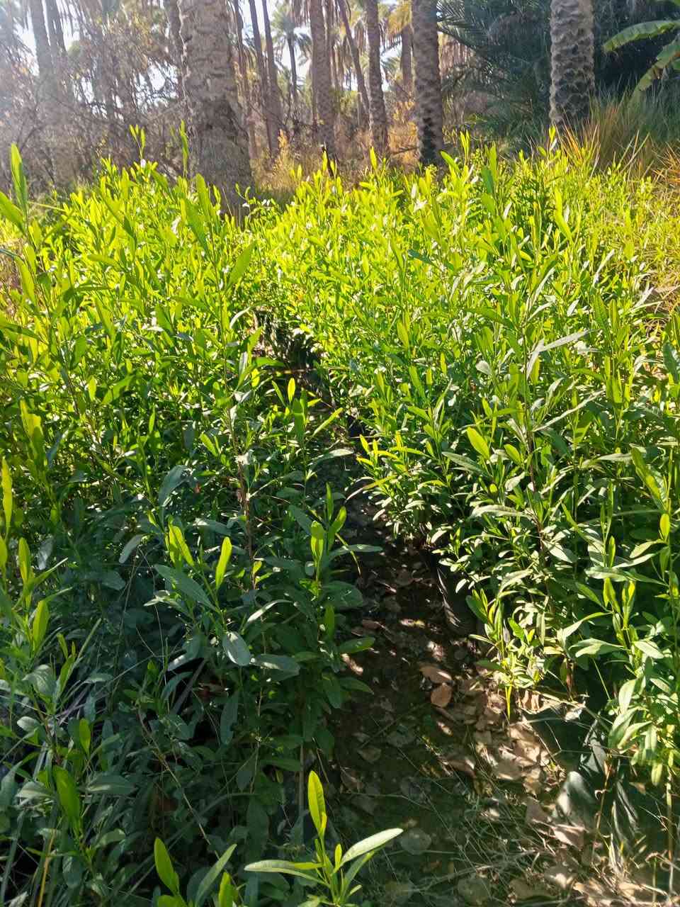 ددونيا عراقيه متر واقل 600 دينار فقط العنوان كربلاء قضاء الحسينيه منطقة الابراهيميه ***********
