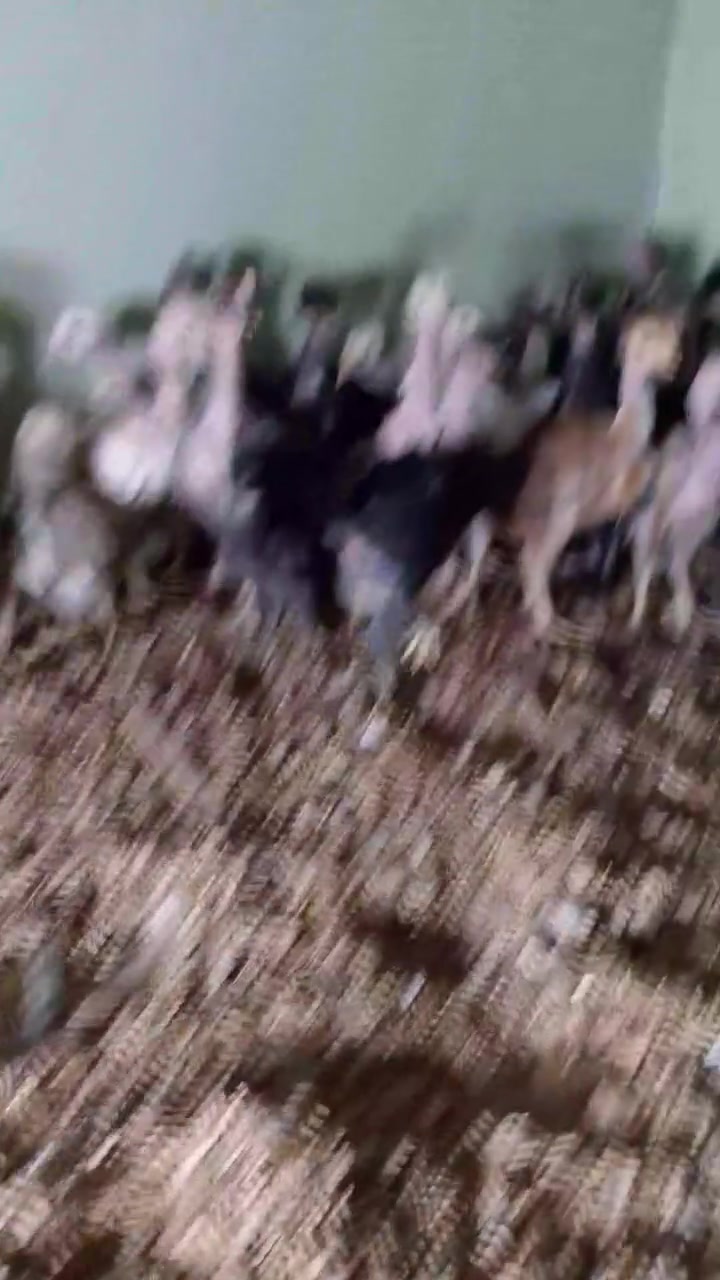 متاح افراخ عرب ابو ركيبة فول نشاط عمر فوك الشهر مبين الديك من البنتايةسعر الزوج 8000 قفل الي يريد يخابرني ***********
