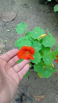 ابو خنجر • متسلق خارجي • ازهار ملونة