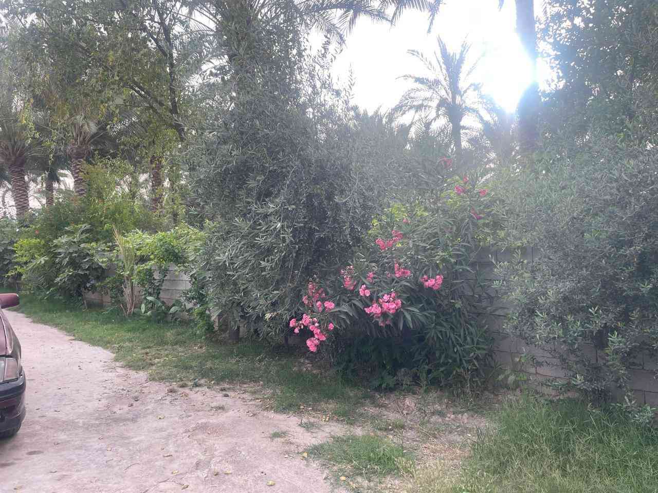 بستان للبيع مساحه 700 متر على مشروع الصب فيها نخيل واشجار مثمره في منطقة المحموديه السعر 70مليون قابل للتفاوض للاستفسار ***********
