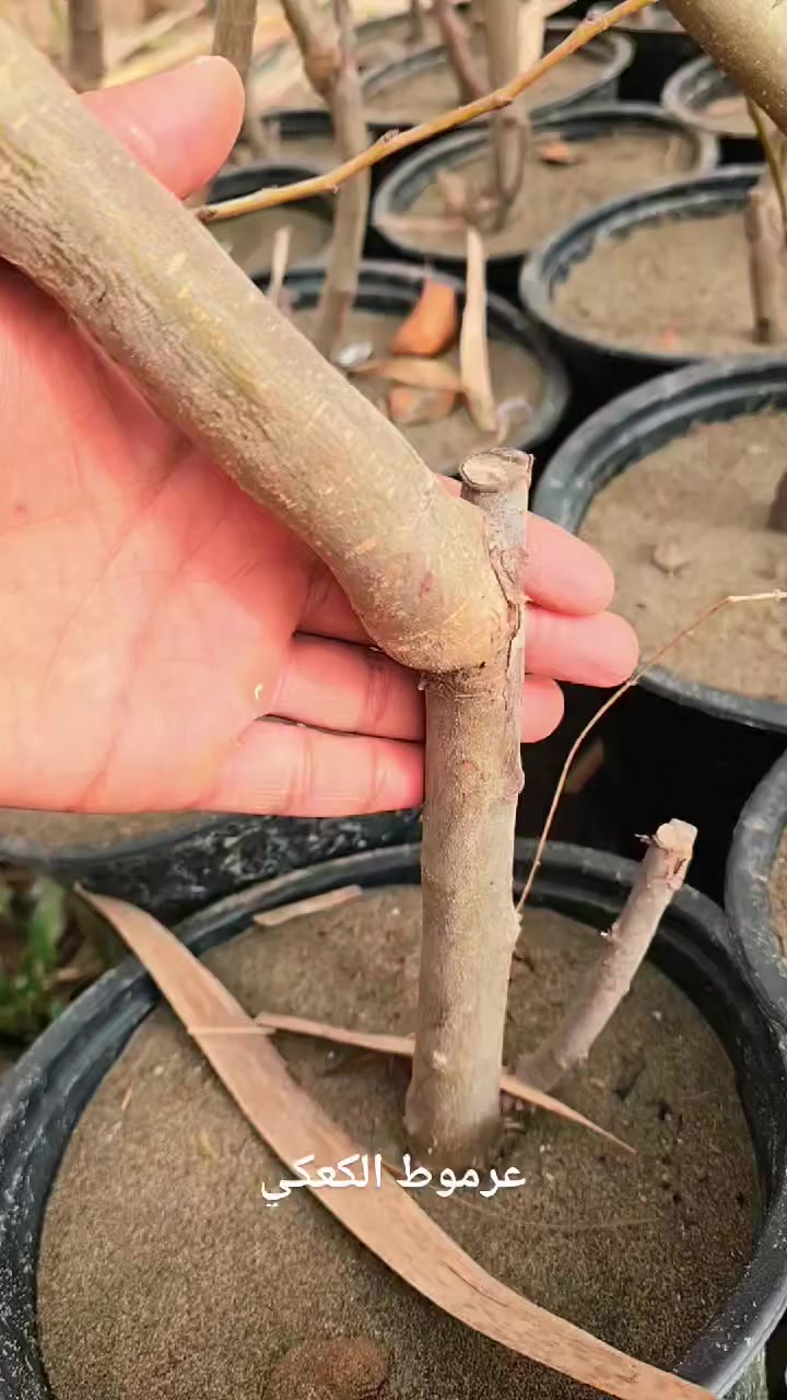 تم وصول وجبة فواكة في (مشتل الرفاعي)
مشمش
كوجة 
تفاح 
تكي 
عرموط 
تين اسود+ اصفر


**إذا كنت صاحب هذا الإعلان وتريد حذفه لأي سبب، رجاءا أرسل رسالة إلى الدعم الفني**