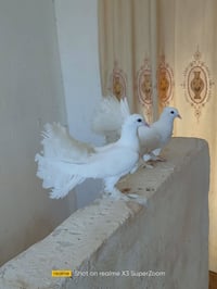 زوج عرايس • متاح