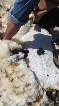 يوجد مكينه حلاقه الأغنام اجار بسعار مناسبه الاتصال ع هذه الرقم 0781244...