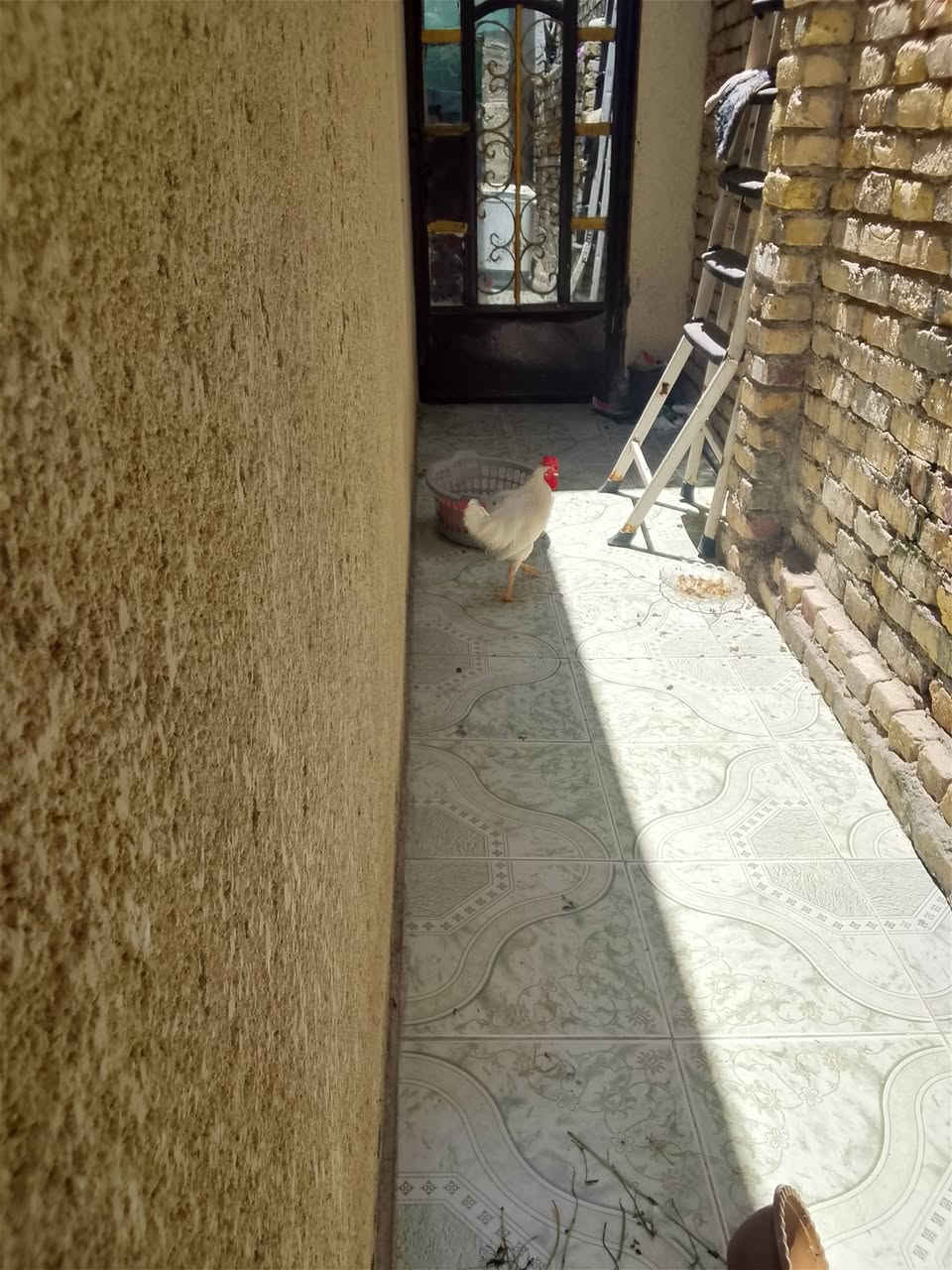 عندي هذا ديج اريد ابيعه بهذلني يوصخ ماخذينه ب ٢٥ شكد تنطون بي وتاخذو


**إذا كنت صاحب هذا الإعلان وتريد حذفه لأي سبب، رجاءا أرسل رسالة إلى الدعم الفني**