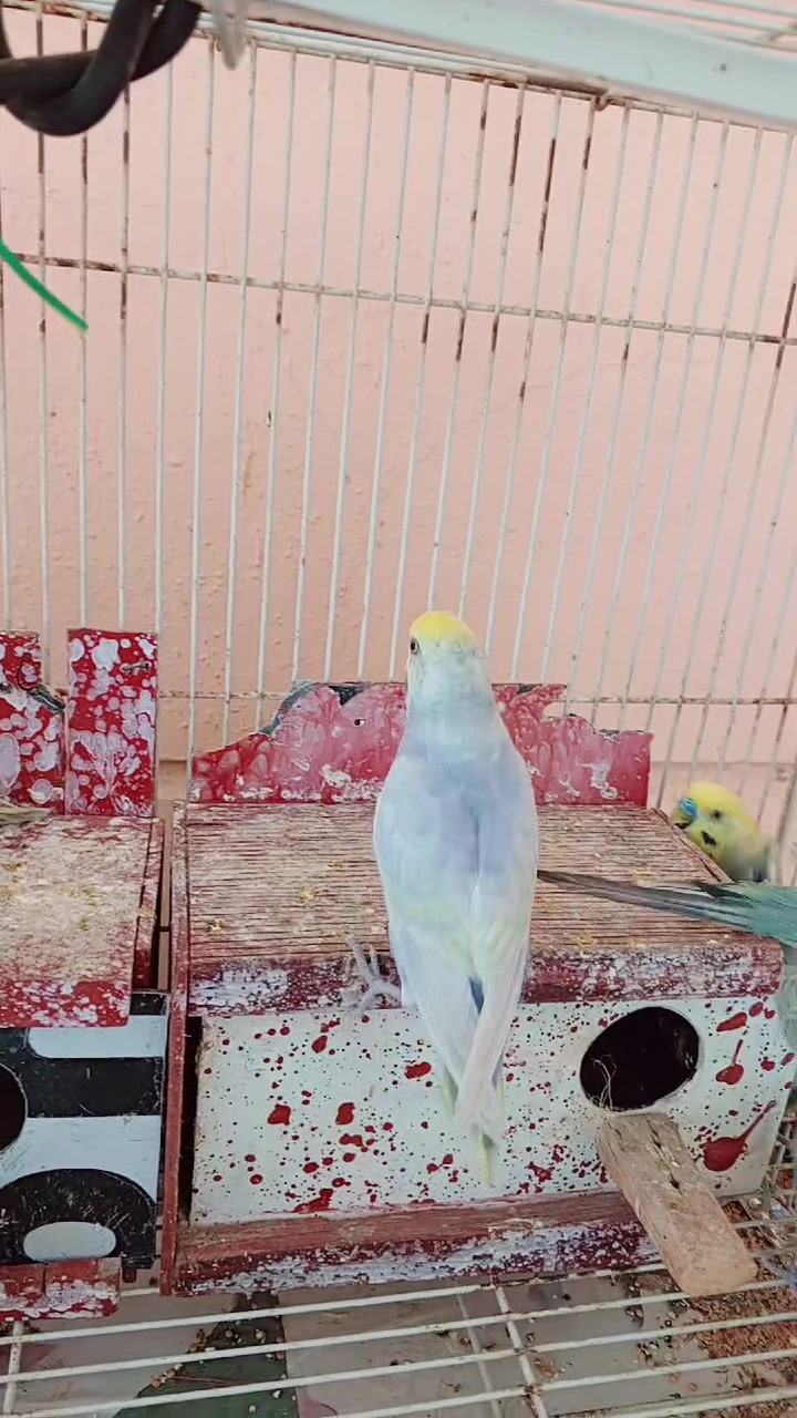 متاح للبيع طيور الحب عدد 9 بيهم اميات وبيهم افراخ
الزوج 15واذا شلع بيهم مجال المكان الانبار الرمادي قريه ابو طيبان الاستفسار خاص او الاتصال على الرقم واتساب ***********
