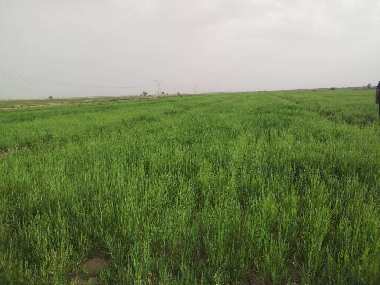 سلام عليكم اخوني العزاء 60دونم ضمان مسجيه سجي  *********** ابو رسول مكلف بل نشر
