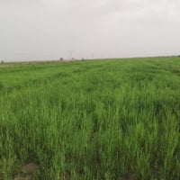 اخوني العزاء 60دونم ضمان مسجيه سجي  07766238121 ابو رسول مكلف بل نشر