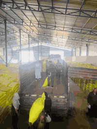 🔴موقع المحل📍
🔷الفرع الاول -المشخاب -قرب المصرف🏦 
🔶الفرع الثاني-المشخاب-شارع سيد جعفر -قرب اسواق الفهد
للاستفسار الإتصال بالرقم 
هادي عبدالسيد ***********
حسنين هادي *********** 
#الزراعة #جملة #المحاصيل_الزراعية #عراق #البذور #مفردات #مفرد
