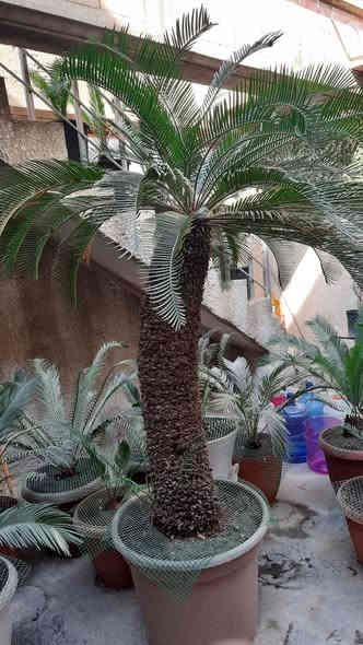 من رخصة الادمن نخلة سايكس للبيع العمر اكثر من ٣٥ سنه . موضوعه في سندانه منذ ٥ سنوات يعني لا تتكطع الجذور ولا توكع نص السعفات بعد التحويل . بيها سبع فسايل دليل على نشاطها وصحتها الجيده . تربتها بثموس مخصب وفيرمي كومبوست وقليل زميج ومسمده بالحديد والnpk  والهيومك اسد والداب يعني كامله مكمله ما شاء الله تبارك الله ارتفاع الجذع من التربه ١٢٥ سانتيمتر بدون السعف . السعر ٤٥٠ الف وبي مجال . مكاني الاعظميه الشراي يراسلني رجاءا واتساب  ***********
