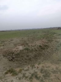 حله ديوانيه • ٢٥٠دونم • ٥٠٠م عن الشارع