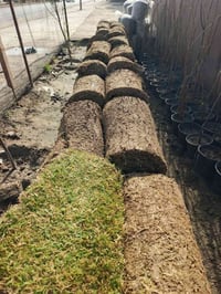 ثيل هندي • شغل درجة أولى