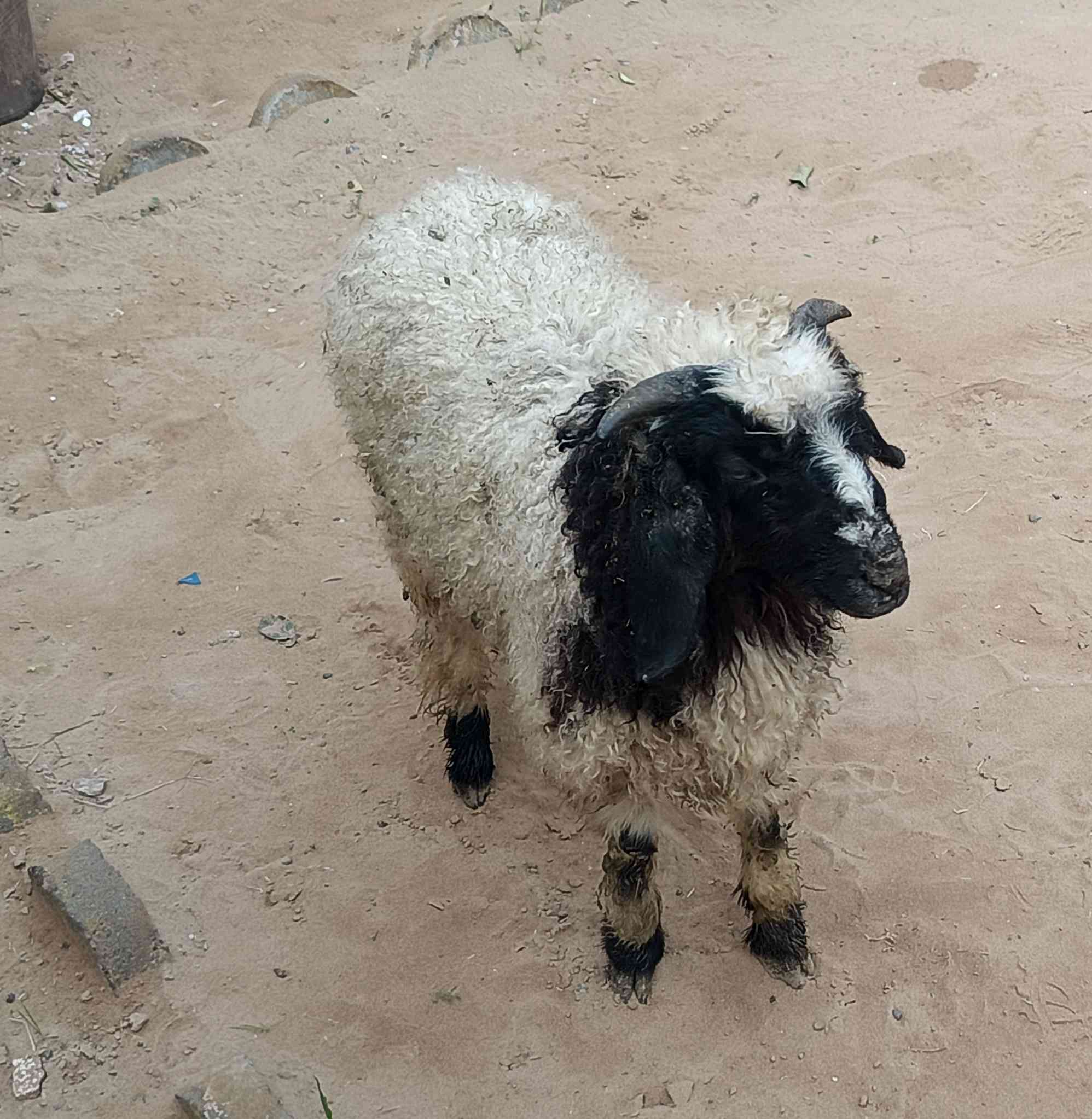 يوجدطلي فاخرشرط نصاحةالسعر190العنوان بيجي الحي العصري***********
***********
