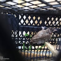 بلابل • طيور زينة