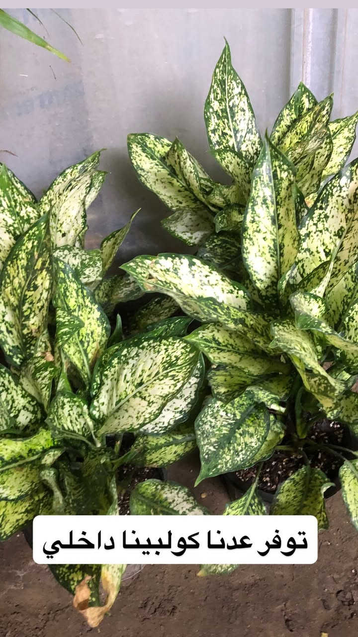 اللهم صلي وسلم على سيدنا محمد وعلى اله وصحبة وسلم تسليما.
توفر عدنا انواع مـٰن النباتات الضليه  المختلفة 😍🤍

العنوان : بغداد /سلمان باك / قرب جامع سعد /شارع الحدادين 🤍

سوينا لكم بيج على برنامج الإنستقرام لكي نجاوب على اسئلتكم المتنوعه 

اسم البيج : بيج مشتل ابو علي الفراجي 

يوزر البيج: l0.33.m

رابط البيج:https://www.instagram.com/l0.33.m?igsh=bGZmMGw4bTN2ODZw
 
مشتل ابو علي الفراجي يرحب بالجميع 🤍


**إذا كنت صاحب هذا الإعلان وتريد حذفه لأي سبب، رجاءا أرسل رسالة إلى الدعم الفني**