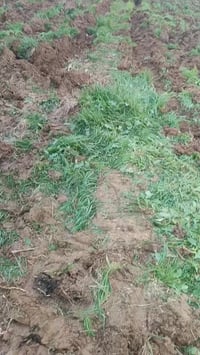 عنتر • دبل اكسل • جلولاء