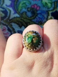 داودي نوادر • قياس ٢٢-٢٣ • محابس