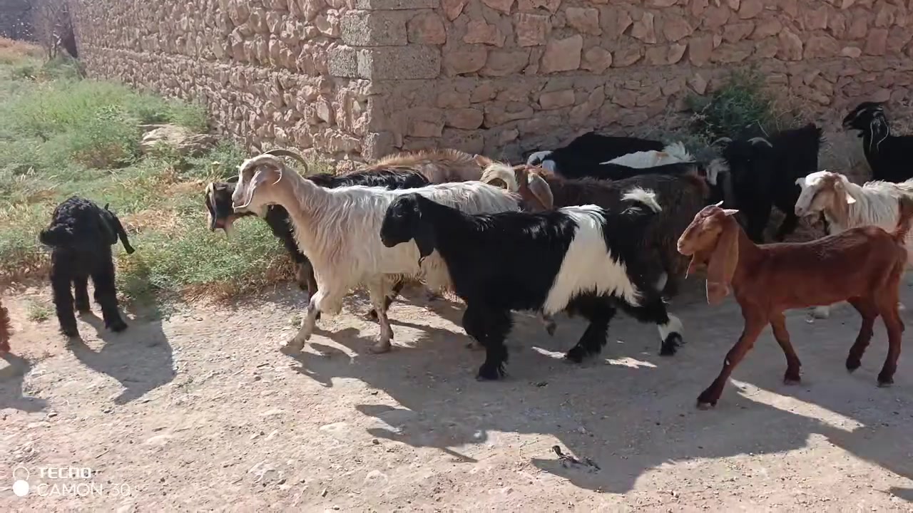 للبيع رقم ***********
