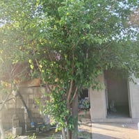 ليلان خلف معمل الغاز • دونم وربع • بئر ماء