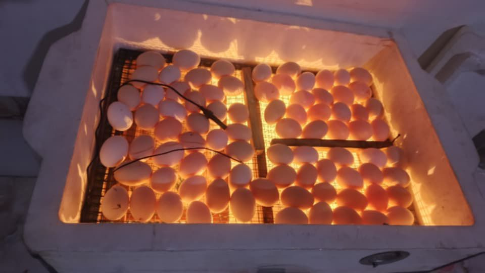 فقاصه فلين تشيل 110 تقريبن شرط تفقيص مجرب سعر 70 بي مجال شراي يجي خاص شرط تفقيص موصل الايمن


**إذا كنت صاحب هذا الإعلان وتريد حذفه لأي سبب، رجاءا أرسل رسالة إلى الدعم الفني**